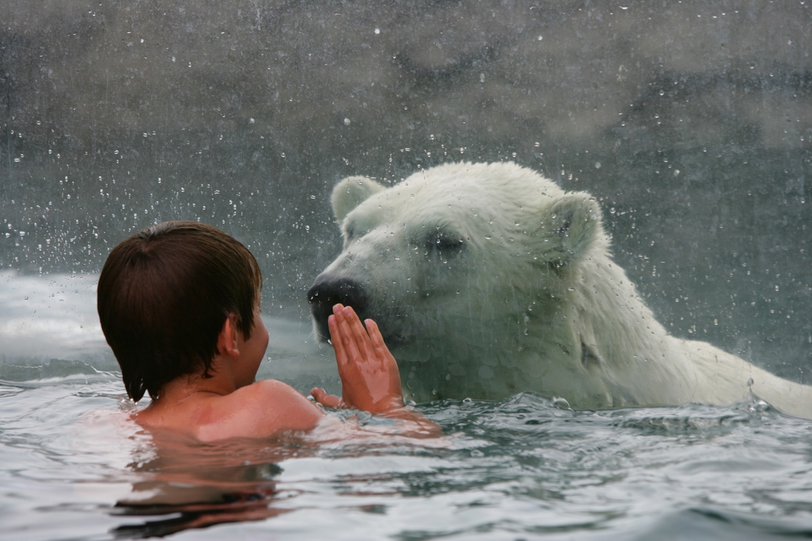 با یک خرس قطبی شنا کنید