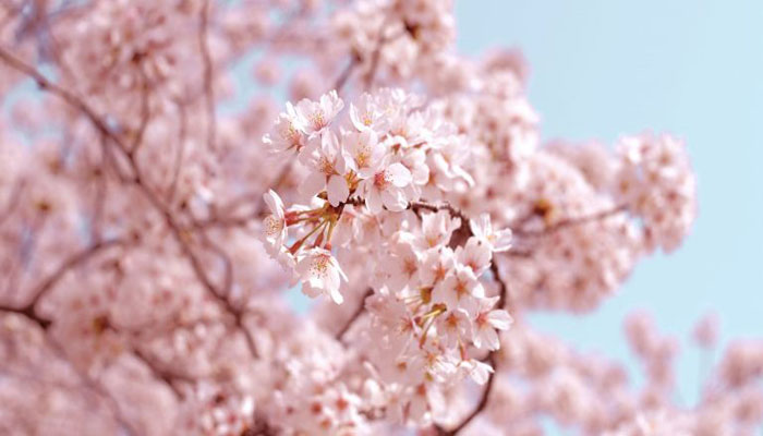 خبر خوش؛ فصل شکوفه‌های گیلاس (های ‌پارک) تورنتو رسما آغاز شد