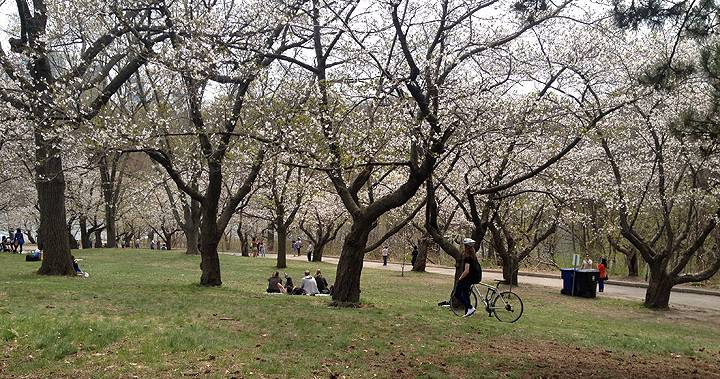 های پارک موقتا بسته می‌شود تا مردم برای تماشای شکوفه‌های گیلاس نروند