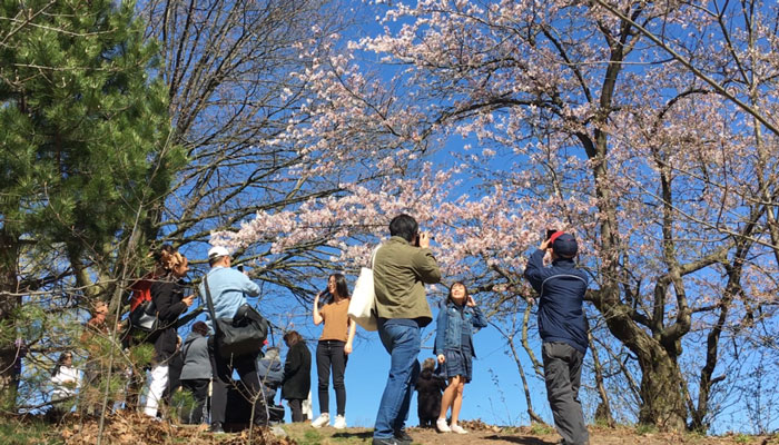 شکوفه‌های گیلاس در های‌پارک تورنتو را امسال آنلاین ببینید