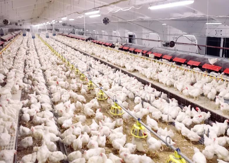 تولیدکنندگان مرغ در کانادا تولیدات خود را ۱۲ درصد کاهش می‌دهند