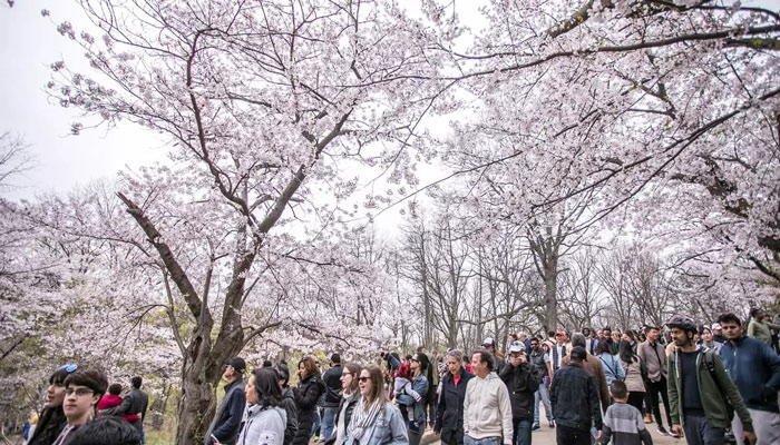 تورنتو «های‌ پارک» را می‌بندد که مردم به دیدن شکوفه‌های گیلاس نروند