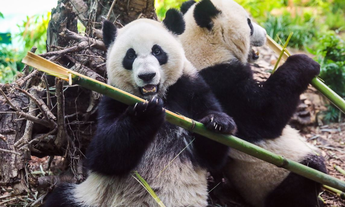 باغ وحش کلگری دو پاندا را به چین برمی‌گرداند، چون بامبوی کافی برای غذای آنها ندارد
