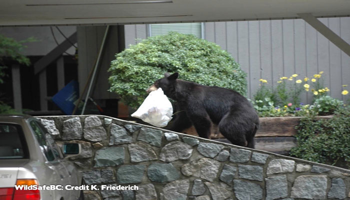 مردم در جزیره ونکوور این روزها باید مراقب خرس‌ها هم باشند