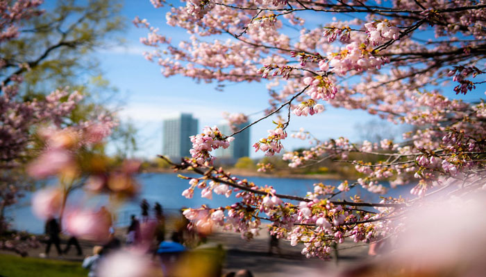 «های‌ پارک» تورنتو از دیشب درهای خود را به روی عاشقان شکوفه‌های گیلاس گشود