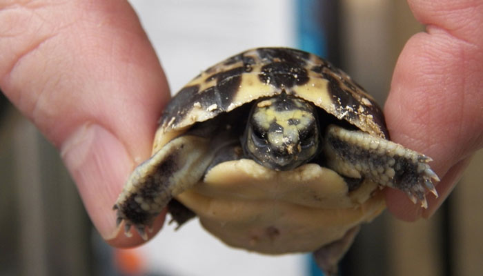 اولین لاک‌پشت‌ عنکبوتی باغ وحش تورنتو از تخم بیرون آمد