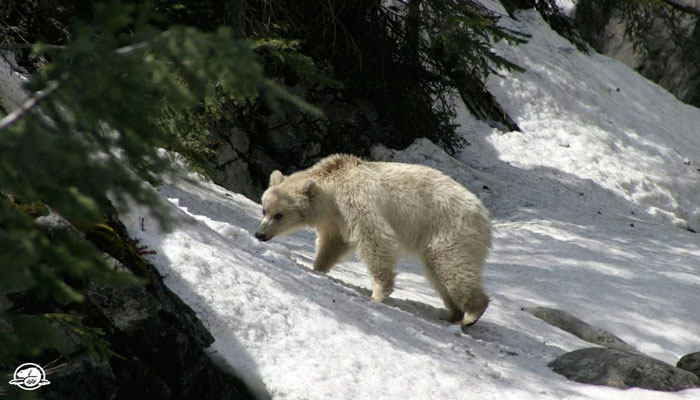 دیده شدن یک خرس کمیاب گریزلی سفید در بنف