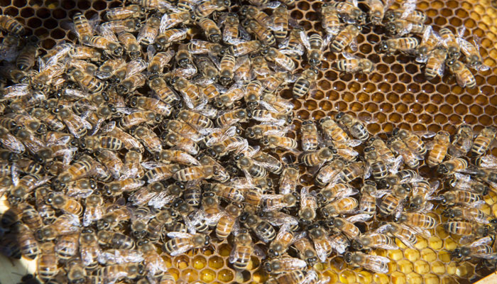 ۲۰۲۰ سال شیرینی برای زنبورداران کاناداست