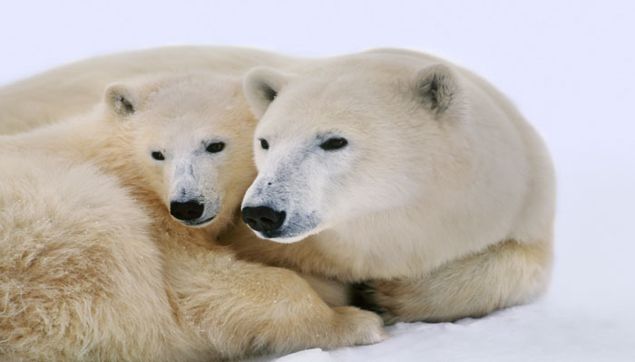 دانشگاه تورنتو: خرس‌های قطبی ممکن است تا پایان این قرن دیگر نباشند