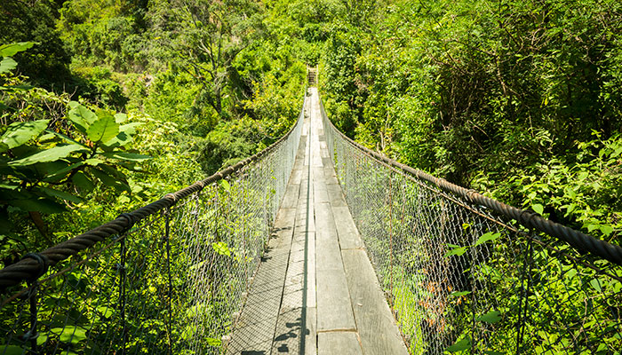 تور یک روزه در جنگل انتاریو که شما را از طولانی‌ترین پل چوبی معلق دنیا عبور می‌دهد